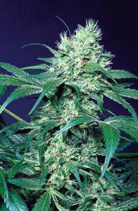 amsterdam-flame