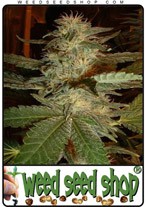 blue-mystic
