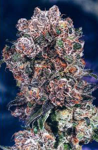 blueberry-grasscity