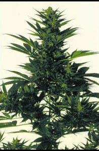 cal-orange-skunk