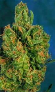dreamweaver