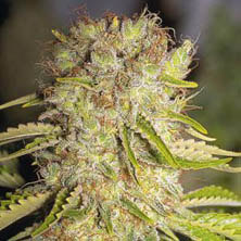 dutchmen-s-royal-orange