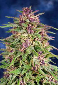 frisian-dew