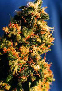 greenspirit