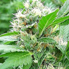 magicbud