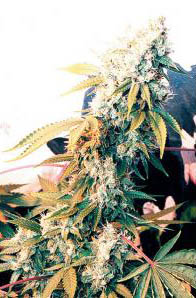 mixed-sativa-divas