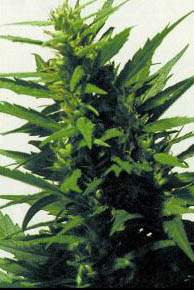 original-haze-skunk