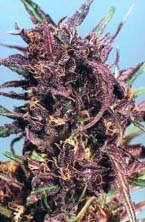 purple-1