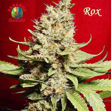 rox