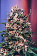 skunk-1