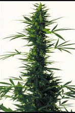 south-india-skunk