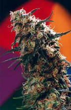 super-haze