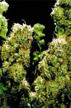 super-thai-skunk