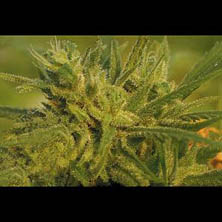 the-original-haze