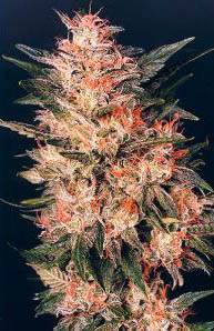 white-widow