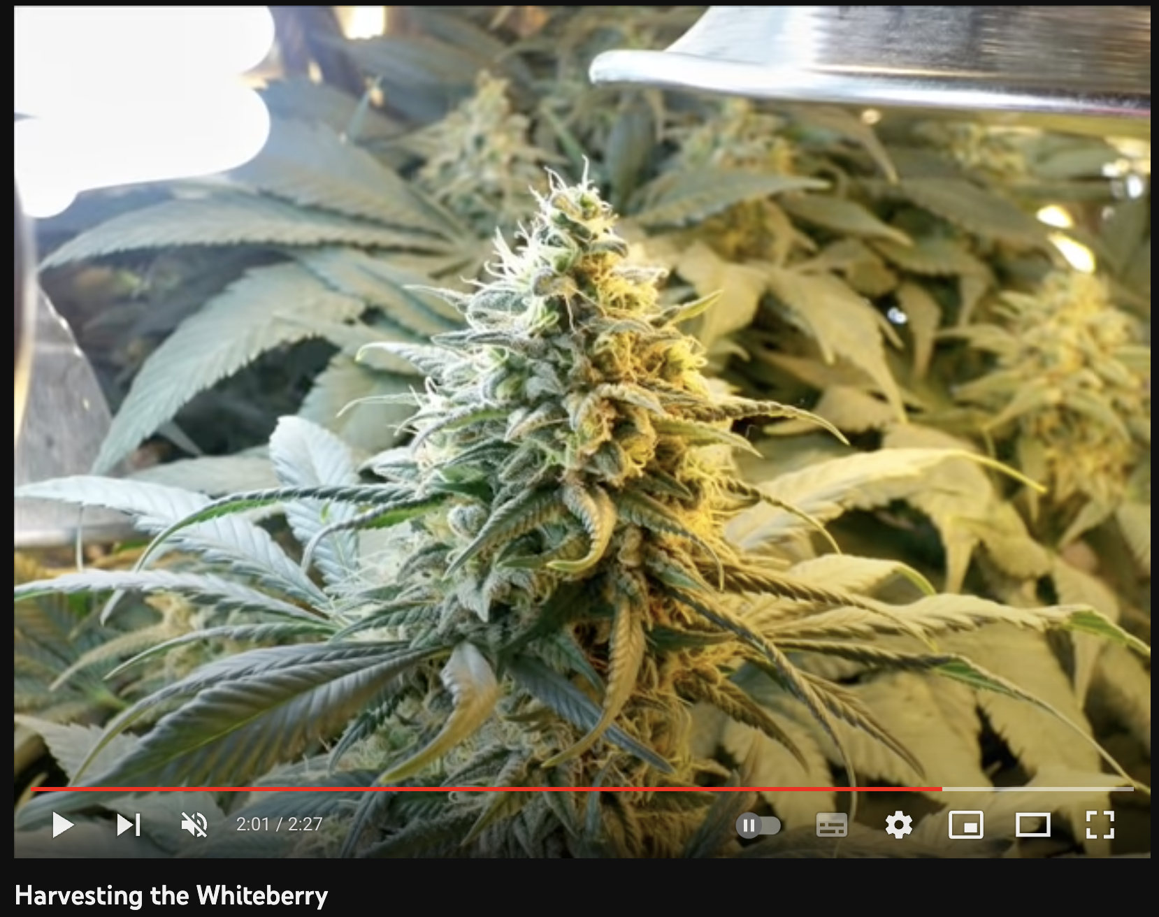 video cannabis xxx