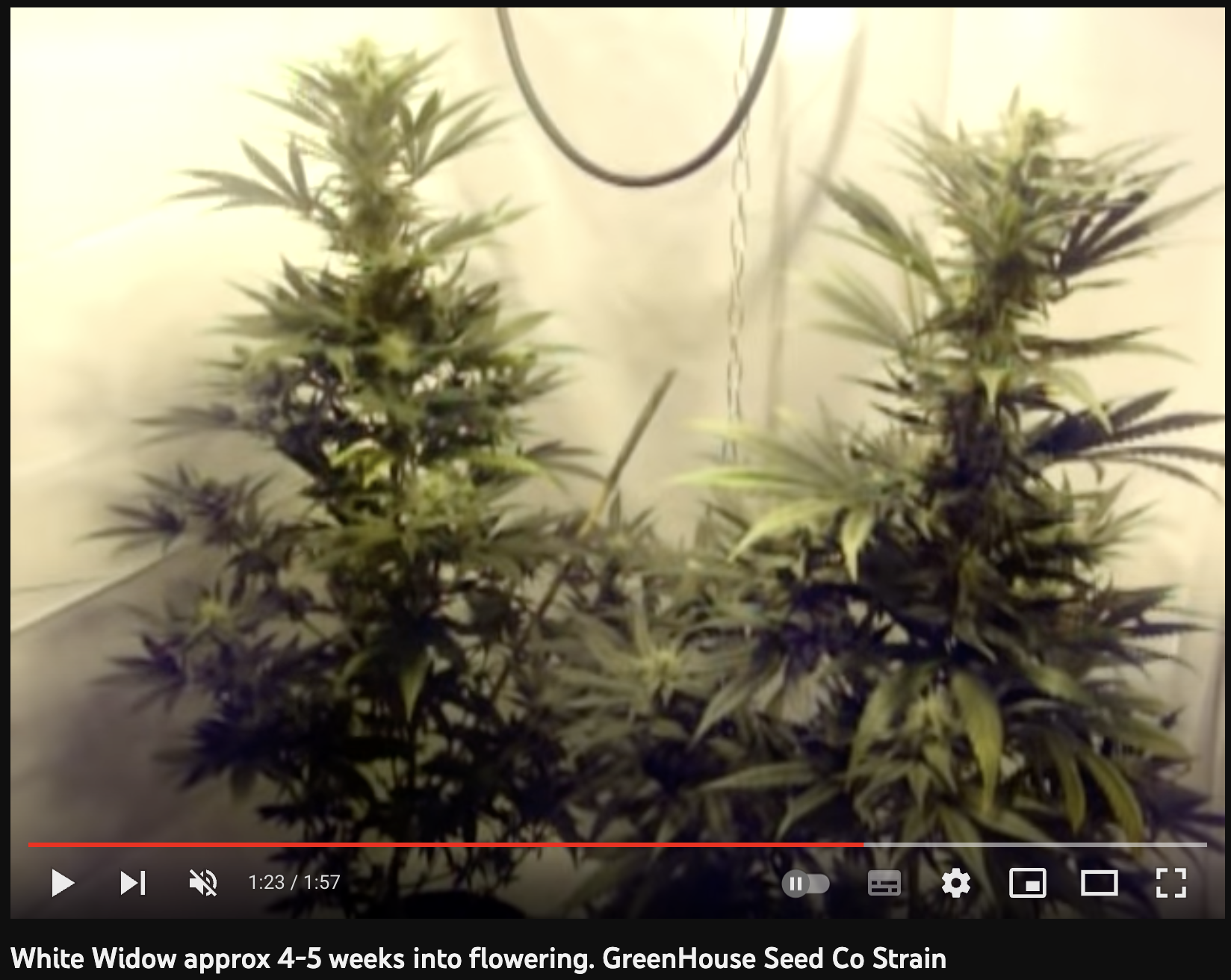 video cannabis xxx